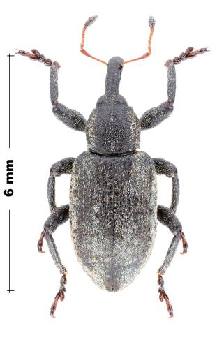 Hypera bohemanni